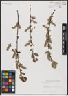 Foto von Salix aurita L.